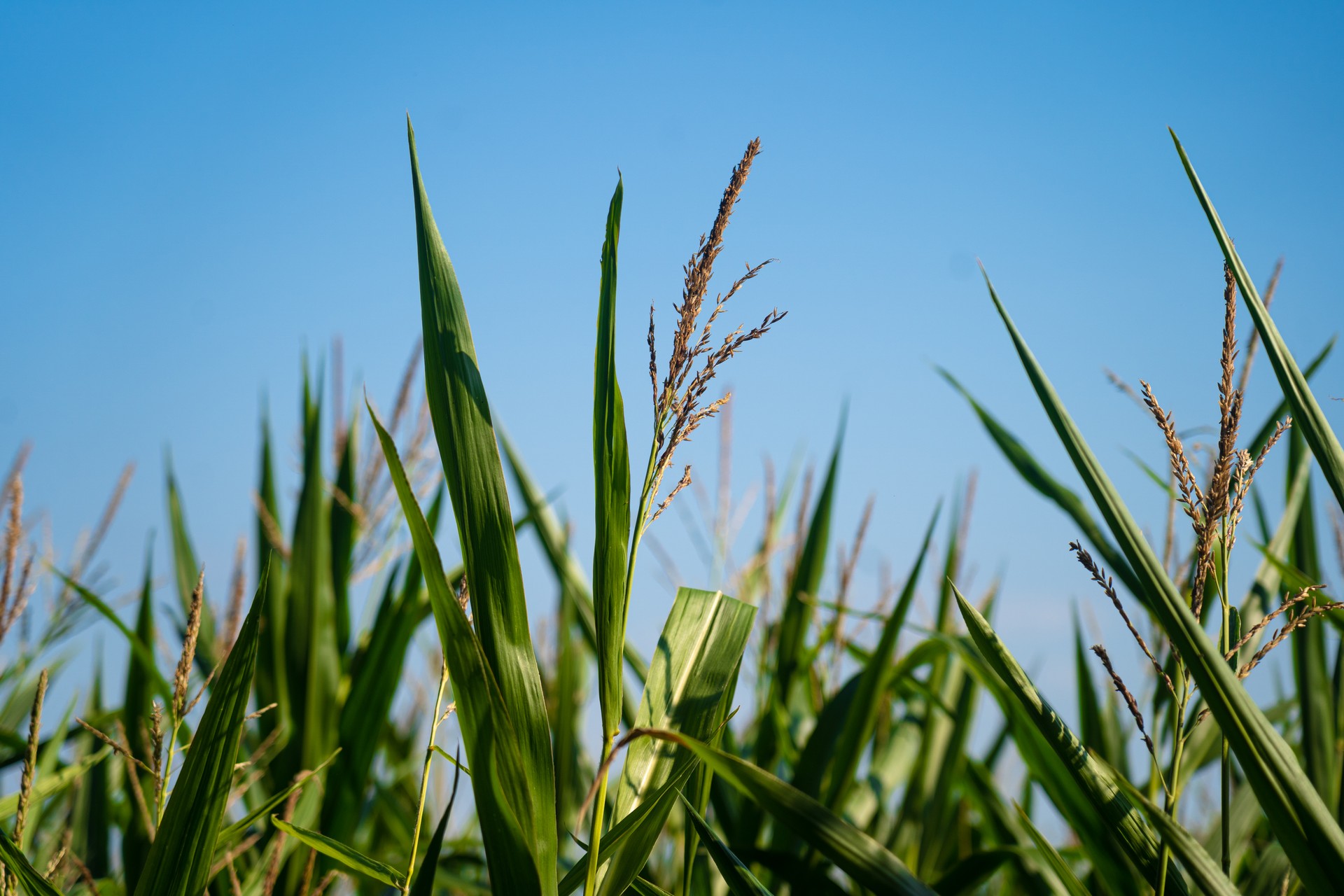 Agribusiness and agriculture, farmland in France Brittany region. Green corn crop field in northern France in Bretagne. Cereals and forage crops corn. agricultural land under organic production